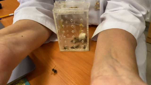 Курсы по апигирудотерапии. Когда помогает лекарство н смотреть онлайн