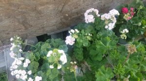 Когда заносить пеларгонии домой/ чем обработать от бо?