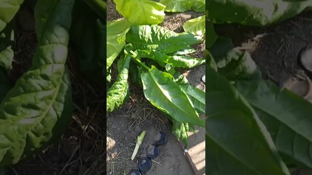 Табак Pereg сбор урожая