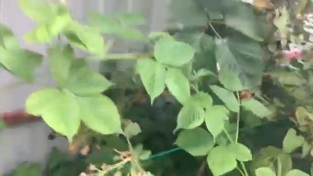Помидоры - все!!! Начали завязываться кивано, момордика смотреть онлайн