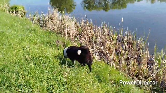Шмель щенок РЕЛ/прогулка с лайкой/ смотреть онлайн