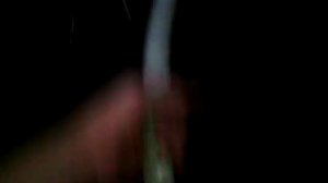 Самый длинный член