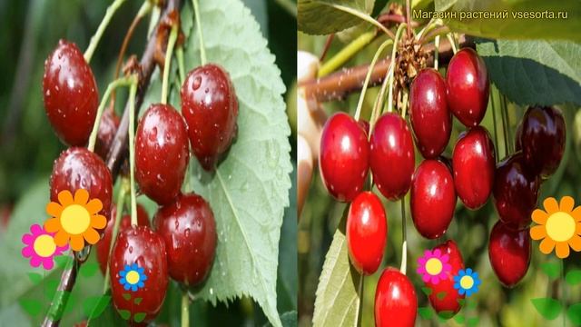 Лавровишня обыкновенная, лекарственная. Краткий обзо? смотреть онлайн