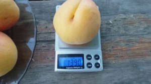 Абрикосы гиганты сорт Джумбо Кот (apricot Jumbo Cot). Обзор