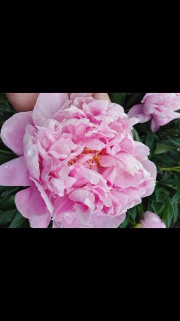 мои пионы 2023 смотреть онлайн