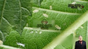 Желтые пятна на листьях огурцов: причины и решения