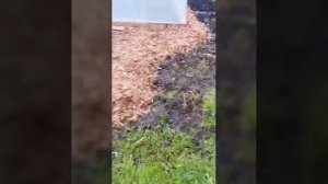 Заросший сырой участок земли 🤪Лайфхак с КОРОЙ на ого?