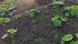 Домик у Церкви Сельская жизнь. Решили что так экономне