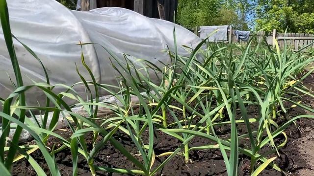 Листья на ЧЕСНОКЕ быстро станут ЗЕЛЕНЫМИ! Эффективная