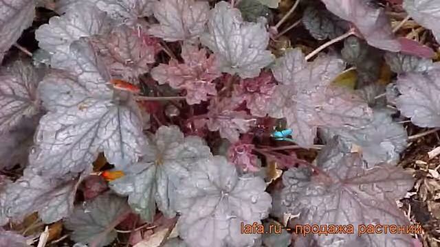 Гейхера гибридная Регина (heuchera hybrid regina) 🌿 Регина обзо? смотреть онлайн