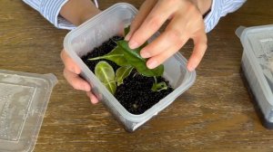 Как вырастить АЛОКАЗИЮ из клубня//ПОДРОБНО