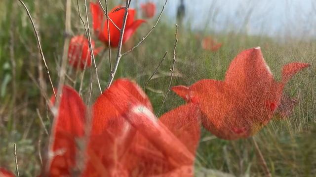Весенняя степь в Калмыкии.Дикие тюльпаны. смотреть онлайн