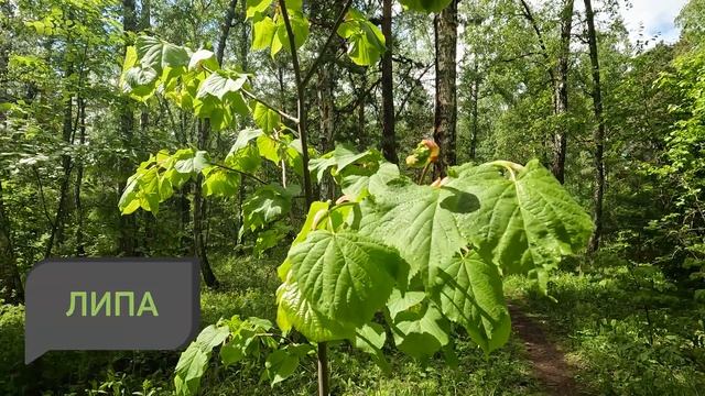 Широколиственные деревья в Красноярске #липа #клён #ду смотреть онлайн