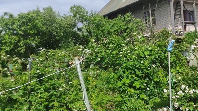 Ежевика сорт Вилд смотреть онлайн