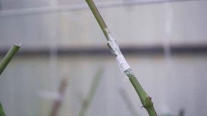 Изменение сорта взрослого куста винограда прививкой ?