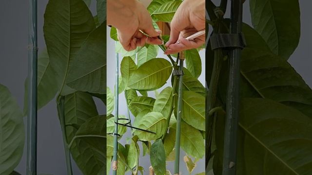 Воздушная отводка лимон Мейера