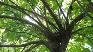 Катальпа. Выживет зимой или нет? / Garden