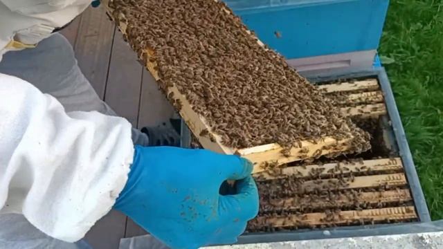 49 серия .Роение после липы. смотреть онлайн