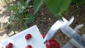 Вишня сорт Малышка