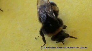 Как Покормить Шмеля На Руках? Откуда Шмели в Городе?