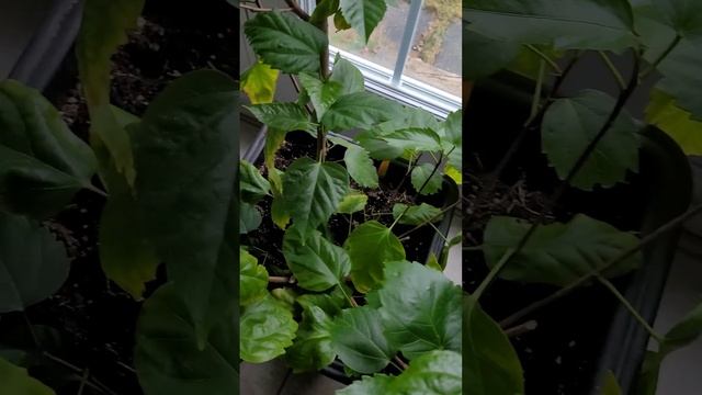 Домашние средства борьбы с тлей смотреть онлайн