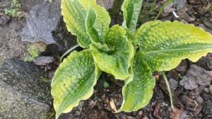 Хоста Lakeside Prophecy Fulfilled...#hosta #сорт #коллекция #garden #хоста #