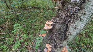 Опята_9 сентября 2025 года _Подмосковный лес