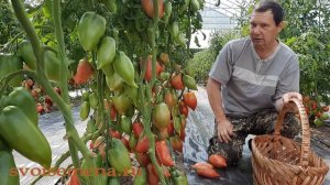 Брикодейки Минусинские  - Проверенный сорт томатов