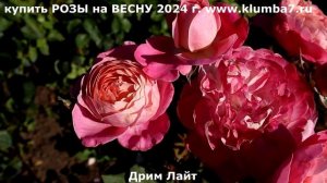 Цветение ЯПОНСКИХ РОЗ. Сорта НОВИНКИ! Результаты перв?