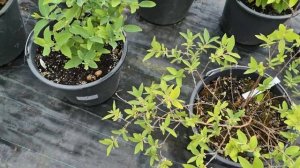 Обзор сортов жимолости в Подмосковье в контейнерах 2025