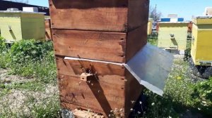 Когда ставить магазины на улья? Метод через клеенку.