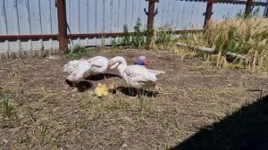гусыня вывела гусят,  сколько? почему так получилось?