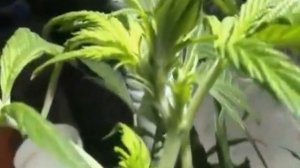 Как узнать пол конопли