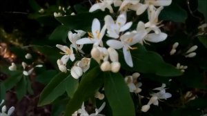 Жимолость декоративная белая цветет весной Honeysuckle orname
