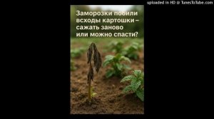 Заморозки побили всходы картошки — сажать заново или