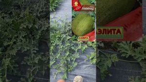 23.07.25г Урожай арбузов будет!Много завязей. Оранж Кинг,с