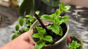 ВОЗРАСТ КУСТА ГОРТЕНЗИИ | Как узнать возраст гортензи?