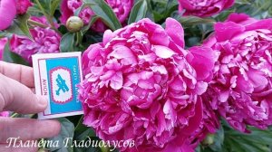 Самые красивые сорта пионов Пион Sebastiaan Maas Себастьян М?