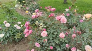 Роза Прикс П. Ж. Редут, Prix P.J. Redoute.