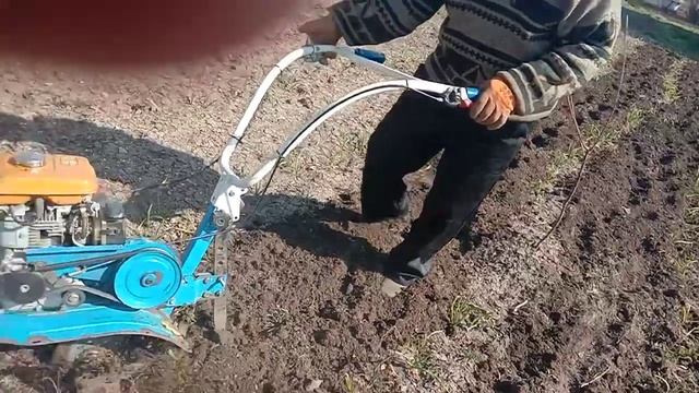 КАК ВЫРАСТИТЬ ЧЕСНОК В ОТКРЫТОМ ГРУНТЕ. 1 серия смотреть онлайн