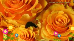 Роза спрей Сфинкс. Краткий обзор, описание характерис?