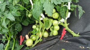 сорт томата,,Калинка малинка,,,,