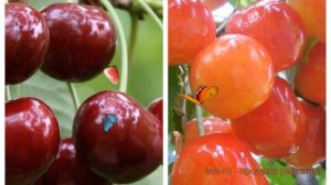 Черешня плодовая Ипуть-Фатеж (iput-fatezh) 🌿 обзор: как саж?