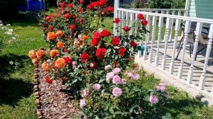 222 Роза #Мидсаммер во всей красе, сезон 2023.