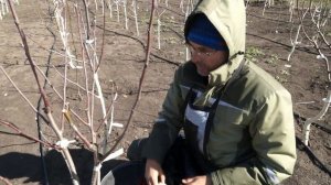 Прививочный секатор в работе