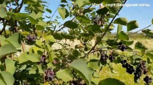 Ирга сорт Звездная ночь