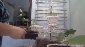 перевалка огурцов легко