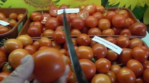 ТОМАТ "УЛЬТРАСКОРОСПЕЛЫЙ". №10. ДЕГУСТАЦИЯ. Ольга Черно