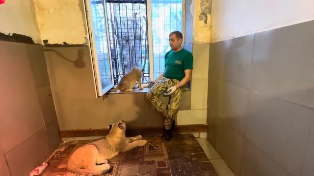 Маленькая львица попросила Олега Зубкова посадить ее смотреть онлайн
