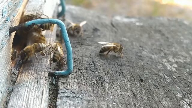 #Пчёлы.  Когда закрывать пчёл в ульях. Чтобы избежать с?